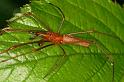 Tetragnatha_montana_D4967_Z_90_Les Gris_Frankrijk